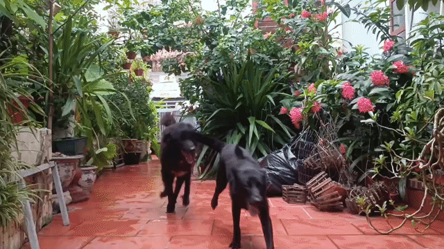 Chó đực Bắc Hà xù. Mua bán Chó tại Quận Ngô Quyền Hải Phòng được đăng bởi Nguyễn Anh Tuấn hình 1