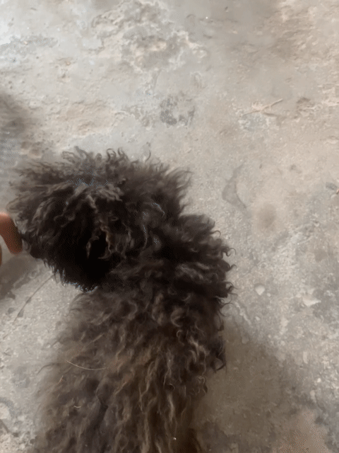 Chó thuần chủng đen thân thiện đã tiêm phòng. Mua bán Chó tại Thành phố Thái Bình Thái Bình được đăng bởi Đào Văn Hoàng hình 1