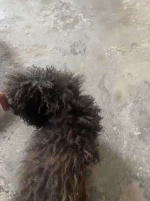 Chó thuần chủng đen thân thiện đã tiêm phòng. Mua bán Chó tại Thành phố Thái Bình Thái Bình được đăng bởi Đào Văn Hoàng hình 1