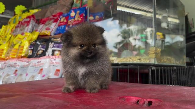 Chó Phốc Sóc cái. Mua bán Chó tại Thành phố Bến Tre Bến Tre được đăng bởi Mì Mì House  hình 1