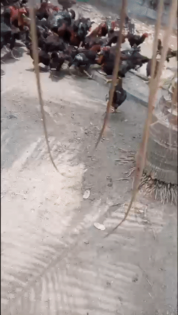 bán 300 con Gà ta thả vườn, lấy hết em bớt giá. Mua bán Đồ ăn, thực phẩm và các loại khác tại Huyện Tân Trụ Long An được đăng bởi Nhà PN  hình 1