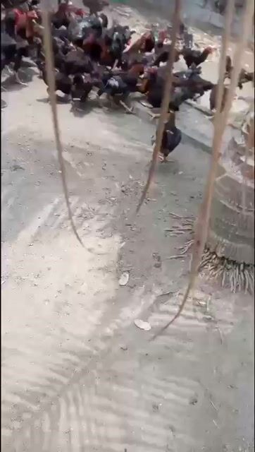bán 300 con Gà ta thả vườn, lấy hết em bớt giá. Mua bán Đồ ăn, thực phẩm và các loại khác tại Huyện Tân Trụ Long An được đăng bởi Nhà PN  hình 1