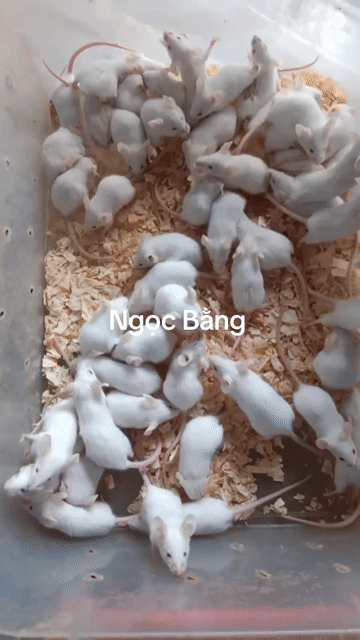 10 Chuột bạch baby Trắng. Mua bán Thú cưng khác tại Thị xã Tân Uyên Bình Dương được đăng bởi Ngọc Bằng hình 1