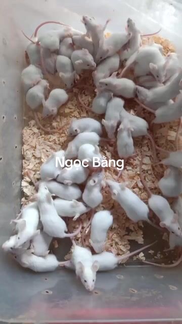 10 Chuột bạch baby Trắng. Mua bán Thú cưng khác tại Thị xã Tân Uyên Bình Dương được đăng bởi Ngọc Bằng hình 1