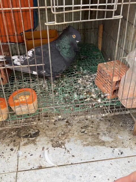 chim vãy cá. Mua bán Chim tại Quận Bình Tân Tp Hồ Chí Minh được đăng bởi Duong hình 1