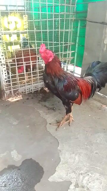 Gà chọi 1.6kg Đỏ đen. Mua bán Gà tại Quận 3 Tp Hồ Chí Minh được đăng bởi Phạm Cúc hình 1