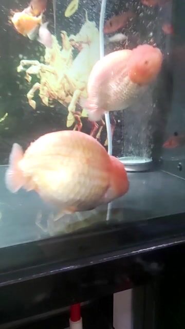 Cá vàng  Ranchu tini size 5 ngón sinh sản.. Mua bán Thú cưng khác tại Quận 5 Tp Hồ Chí Minh được đăng bởi Hoang phong hình 1