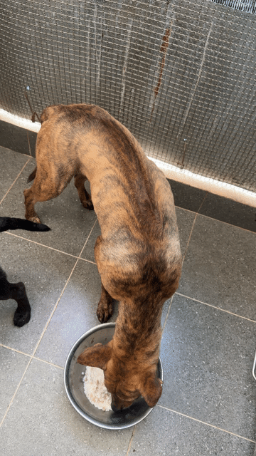 Chó Phú Quốc Vện Đực. Mua bán Chó tại Quận 12 Tp Hồ Chí Minh được đăng bởi QB SHOP PETS hình 1