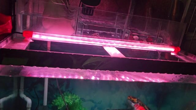 Bể cá cảnh 800x600x400 đèn Hồng phụ kiện đầy đủ. Mua bán Phụ kiện, Thức ăn, Dịch vụ tại Thành phố Dĩ An Bình Dương được đăng bởi Hoang Do hình 1