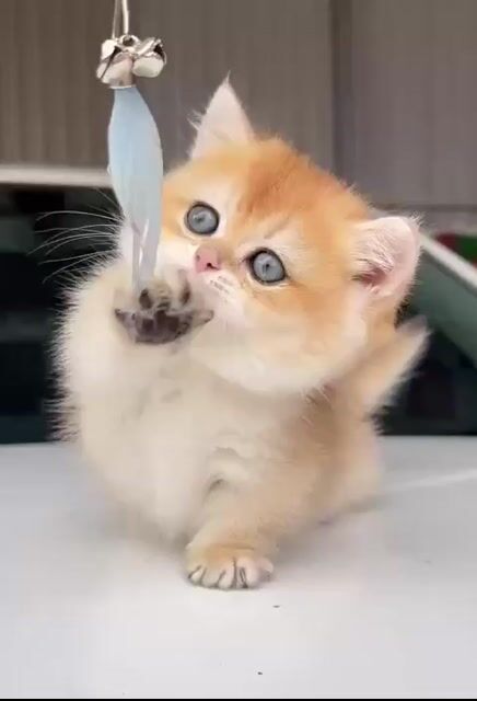 Mèo Munchkin Golden chân lùn thuần chủng uy tín. Mua bán Mèo tại Huyện Sóc Sơn Hà Nội được đăng bởi SHOP THÚ CƯNG SAMPET hình 1