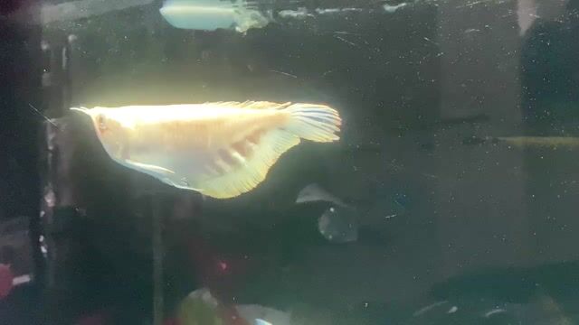 Cá rồng Ngân abino 2x. Mua bán Thú cưng khác tại Quận 6 Tp Hồ Chí Minh được đăng bởi j cá hình 1