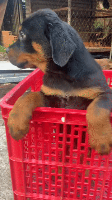 Chó Rottweiler Đen vàng đã tiêm 2 mũi. Mua bán Chó tại Quận Bình Thuỷ Cần Thơ được đăng bởi Trại Chó Rottweiler Trị An hình 1