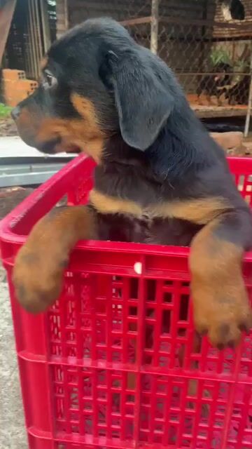 Chó Rottweiler Đen vàng đã tiêm 2 mũi. Mua bán Chó tại Quận Bình Thuỷ Cần Thơ được đăng bởi Trại Chó Rottweiler Trị An hình 1