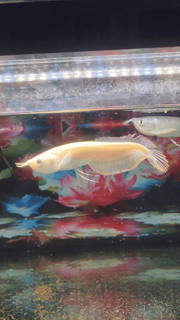 Ngân Long Albino 18-20cm chuẩn chỉ. Mua bán Thú cưng khác tại Huyện Cần Giuộc Long An được đăng bởi Tuấn Anh Shop Online Cao Quý  hình 1