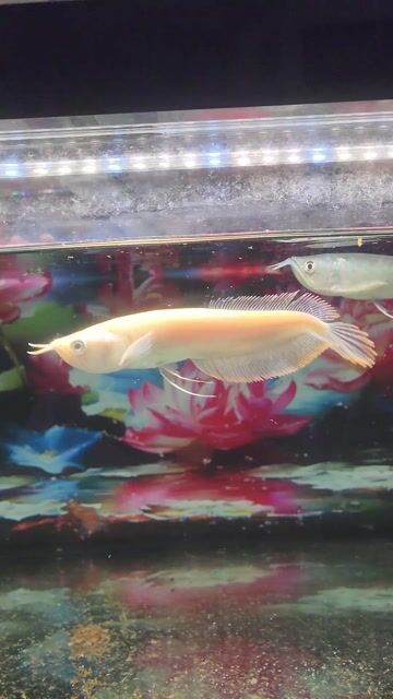 Ngân Long Albino 18-20cm chuẩn chỉ. Mua bán Thú cưng khác tại Huyện Cần Giuộc Long An được đăng bởi Tuấn Anh Cá Kiểng Online hình 1