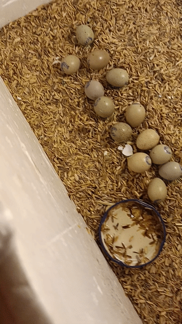Gà Rutin trống mái đủ tuần tuổi. Mua bán Gà tại Quận Hai Bà Trưng Hà Nội được đăng bởi Xuân Trần Thị hình 1