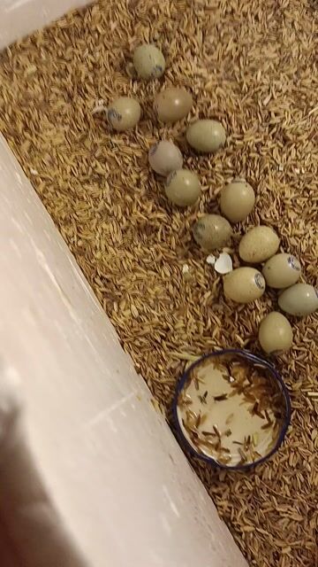 Gà Rutin trống mái đủ tuần tuổi. Mua bán Gà tại Quận Hai Bà Trưng Hà Nội được đăng bởi Xuân Trần Thị hình 1