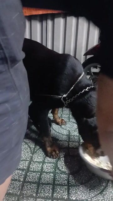 Rottweiler 45 ngày tuổi. Mua bán Chó tại Huyện Bình Chánh Tp Hồ Chí Minh được đăng bởi Kiệt Phạm hình 1