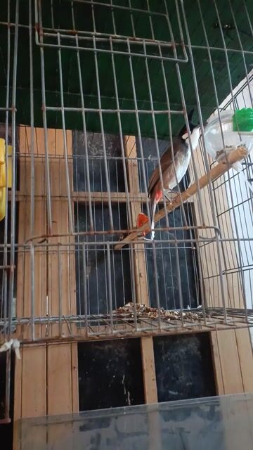 Chim chào mào 2 mùa Đỏ trắng đen. Mua bán Chim tại Thành phố Biên Hòa Đồng Nai được đăng bởi Quốc quyết  hình 1