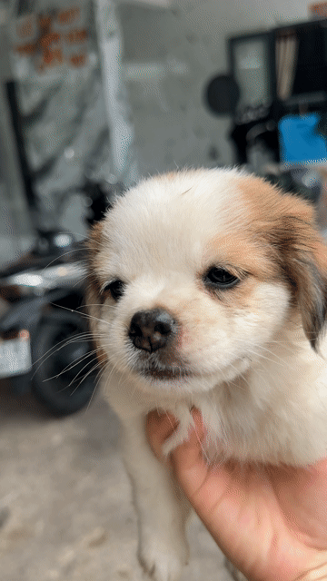 Chó con cái lai màu Trắng, nâu. Mua bán Chó tại Thành phố Dĩ An Bình Dương được đăng bởi vân hình 1