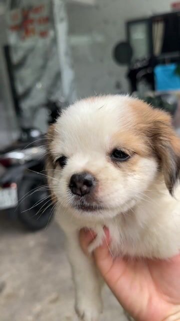 Chó con cái lai màu Trắng, nâu. Mua bán Chó tại Thành phố Dĩ An Bình Dương được đăng bởi vân hình 1