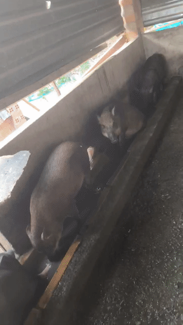heo lai. Mua bán Thú cưng khác tại Thành phố Thủ Dầu Một Bình Dương được đăng bởi Bảo Bảo  hình 1