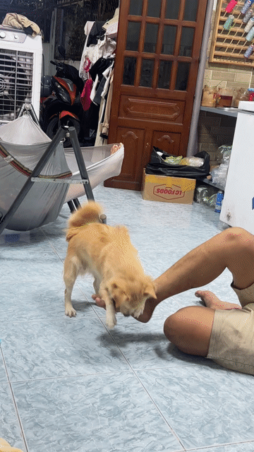 Chó cái màu vàng nhạt giống nhật chân lùn. Mua bán Chó tại Thành phố Thủ Đức Tp Hồ Chí Minh được đăng bởi nhi yến hình 1