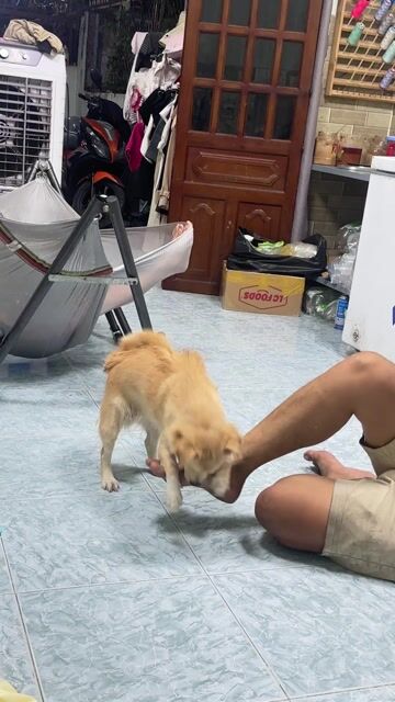 Chó cái màu vàng nhạt giống nhật chân lùn. Mua bán Chó tại Thành phố Thủ Đức Tp Hồ Chí Minh được đăng bởi nhi yến hình 1