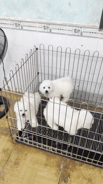 Chó Bichon Mini Trắng đã tiêm vacxin. Mua bán Chó tại Quận Ngũ Hành Sơn Đà Nẵng được đăng bởi An Pet hình 1