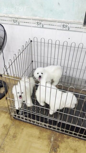 Chó Bichon Mini Trắng đã tiêm vacxin. Mua bán Chó tại Quận Ngũ Hành Sơn Đà Nẵng được đăng bởi An Pet hình 1