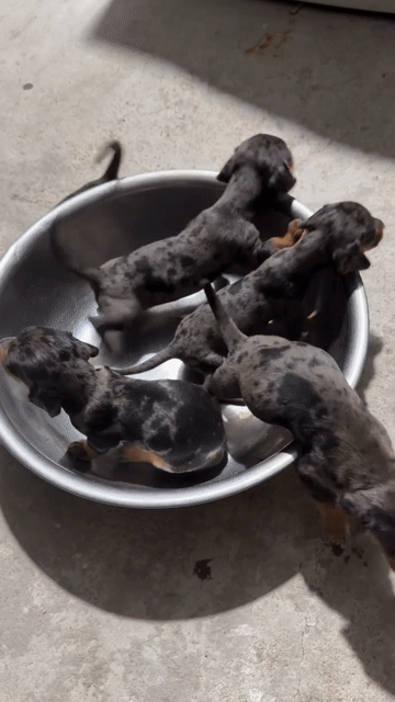 Chó Lạp Xưởng Dachshund. Mua bán Chó tại Quận Liên Chiểu Đà Nẵng được đăng bởi V Petshop Đà Nẵng hình 1