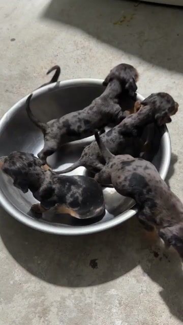 Chó Lạp Xưởng Dachshund. Mua bán Chó tại Quận Liên Chiểu Đà Nẵng được đăng bởi V Petshop Đà Nẵng hình 1