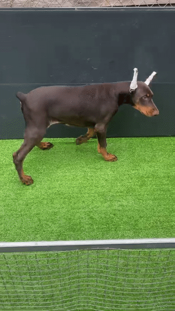 Chó Doberman đực 3.5 tháng. Mua bán Chó tại Quận Bình Tân Tp Hồ Chí Minh được đăng bởi Trần Linh Chi hình 1