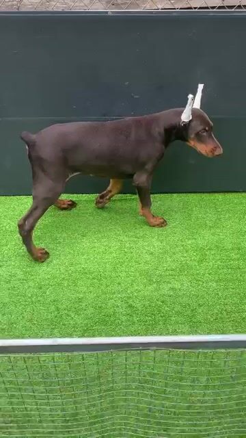 Chó Doberman đực 3.5 tháng. Mua bán Chó tại Quận Bình Tân Tp Hồ Chí Minh được đăng bởi Trần Linh Chi hình 1