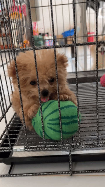 Poodle Tai Gấu thuần đực Tecup 400gram. Mua bán Chó tại Thành phố Thủ Đức Tp Hồ Chí Minh được đăng bởi Ân Ân chuyên chó cảnh đẹp thuần  hình 1