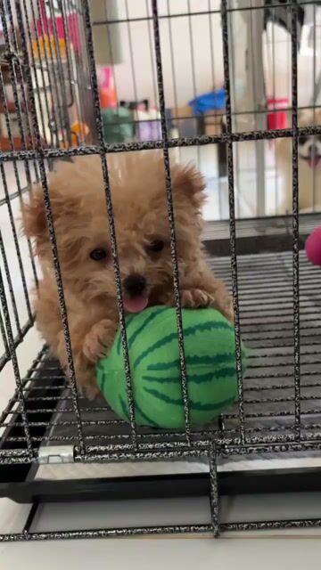 Poodle Tai Gấu thuần đực Tecup 400gram. Mua bán Chó tại Thành phố Thủ Đức Tp Hồ Chí Minh được đăng bởi Ân Ân chuyên chó cảnh đẹp thuần  hình 1