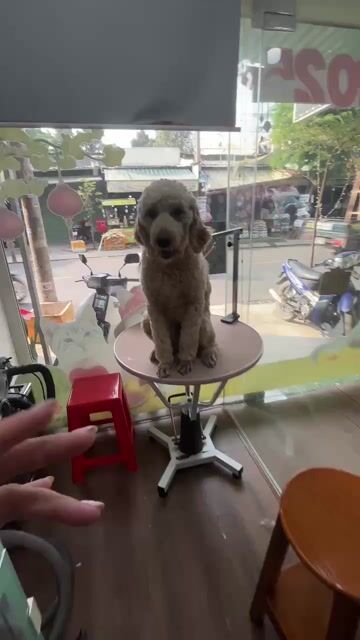 gia đình không có người chăm sóc. Mua bán Chó tại Quận 12 Tp Hồ Chí Minh được đăng bởi Yen Hoang hình 1