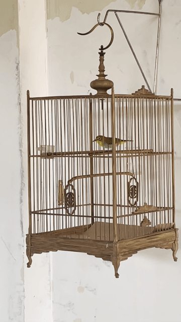 Chim Khuyên Vàng xanh. Mua bán Chim tại Quận Bình Thạnh Tp Hồ Chí Minh được đăng bởi trần Ngọc An hình 1