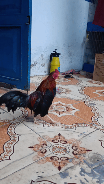 Gà tre bắc 4.5l. Mua bán Gà tại Thành phố Biên Hòa Đồng Nai được đăng bởi Hoàng Hải 334 hình 1