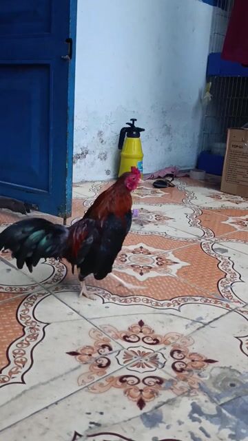 Gà tre bắc 4.5l. Mua bán Gà tại Thành phố Biên Hòa Đồng Nai được đăng bởi Hoàng Hải 334 hình 1