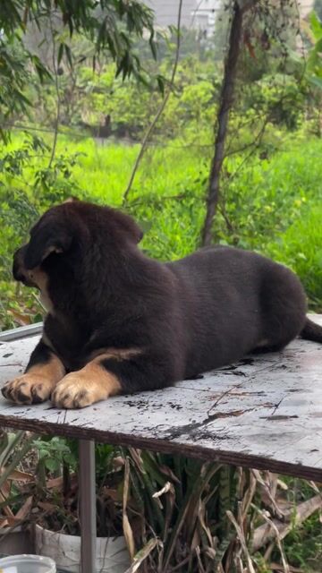 Chó béc giê lai. Mua bán Chó tại Huyện Mê Linh Hà Nội được đăng bởi Tuấn hình 1