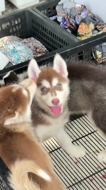 Chó Husky màu nâu. Mua bán Chó tại Huyện Bình Chánh Tp Hồ Chí Minh được đăng bởi mini pet house sài gòn hình 1