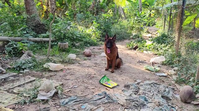 Chó Becgie cái tơ có giấy vka. Mua bán Chó tại Thành phố Trà Vinh Trà Vinh được đăng bởi Sơn Huy hình 1