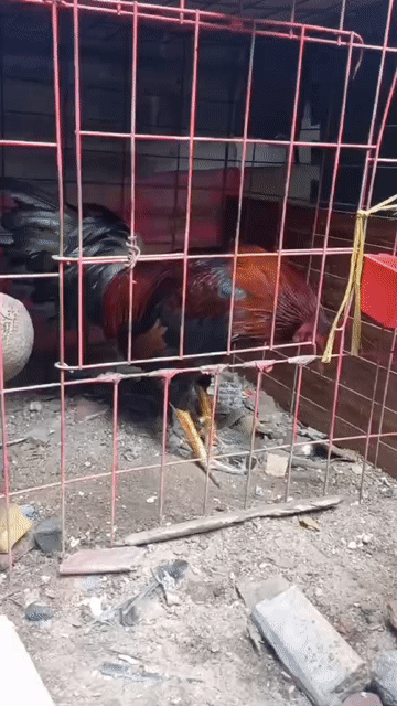 gà 1kg8 tay 1cuc gà zin bán hoặc gl gà nòi. Mua bán Gà tại Quận 10 Tp Hồ Chí Minh được đăng bởi Thanh Quy hình 1
