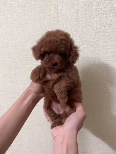 Chó Poodle cái Nâu 3 tháng. Mua bán Chó tại Huyện Bình Chánh Tp Hồ Chí Minh được đăng bởi Ngọc Phượng hình 1