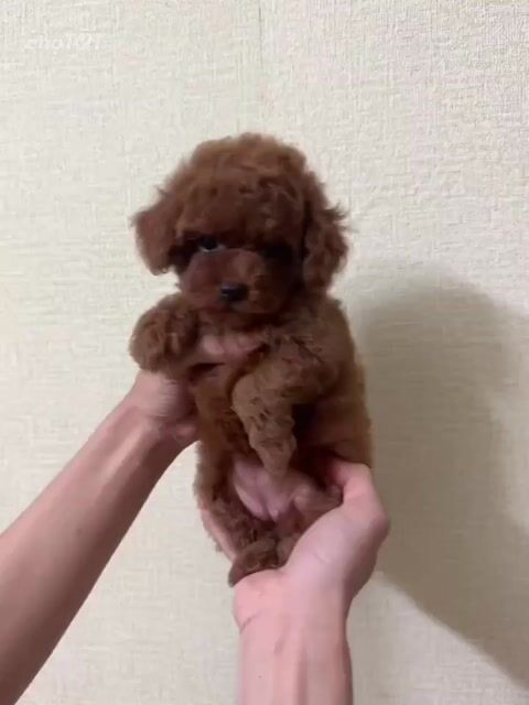 Chó Poodle cái Nâu 3 tháng. Mua bán Chó tại Huyện Bình Chánh Tp Hồ Chí Minh được đăng bởi Ngọc Phượng hình 1