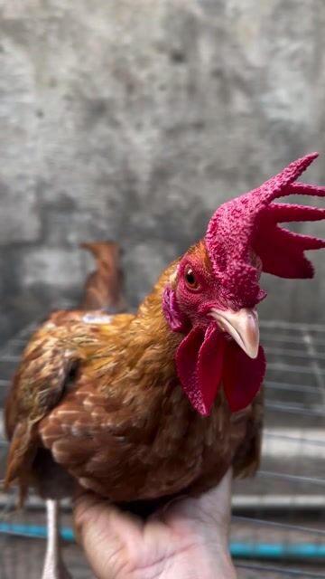 Gà Tre Cuban Mỹ 1.2kg. Mua bán Gà tại Thị xã Tân Uyên Bình Dương được đăng bởi Huy hình 1