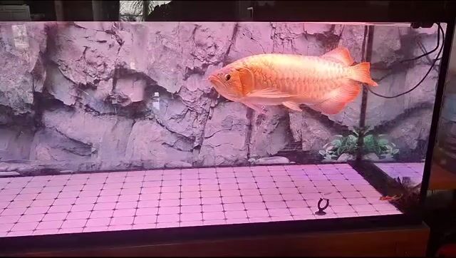 Bán cả hồ và  cá Huyết Long và Kim Long quá Bối. Mua bán Thú cưng khác tại Quận 7 Tp Hồ Chí Minh được đăng bởi Nguyen Vu Tran hình 1