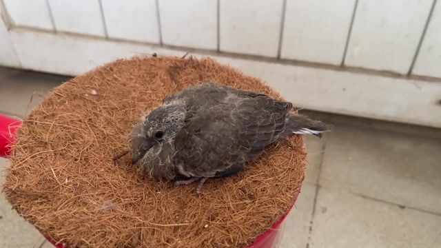 Chim Cu Gáy Bố Cườm Mẹ Malai Non. Mua bán Chim tại Quận 10 Tp Hồ Chí Minh được đăng bởi Cu Gáy Thái  hình 1