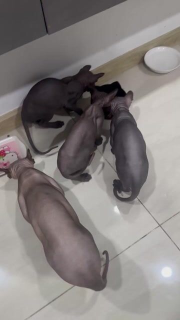 Mèo Sphynx thuần chủng xám. Mua bán Mèo tại Thành phố Dĩ An Bình Dương được đăng bởi DUY PHAN VĂN hình 1